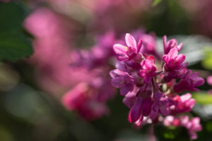 Blüten einer Blut-Johannisbeere, Ribes sanguineum, Nahaufnahme Blüten einer Blut-Johannisbeere, Ribes sanguineum, Nahaufnahme